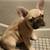 French Bulldog pups 4 thumbnail