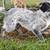 Blue Heeler Mix 2 thumbnail