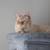 Rehoming 2yr old Boy cat 1 thumbnail