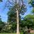 🌳Great Impression Tree Services 🌳 1 thumbnail