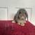 Holland lop bunnies 1 thumbnail