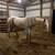 PLEASE READ FULL AD (Appaloosa Mare) 1 thumbnail