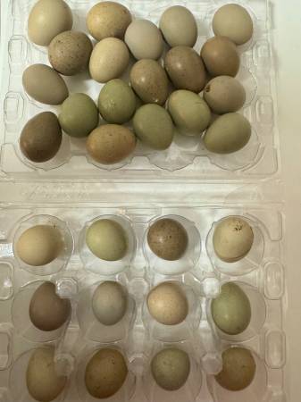 Button Quail Hatching Eggs (Port St Lucie)63667845829123120