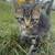 Adorable, friendly kittens for adoption 2 thumbnail