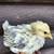 Serama bantam chickens 4 months 2 thumbnail