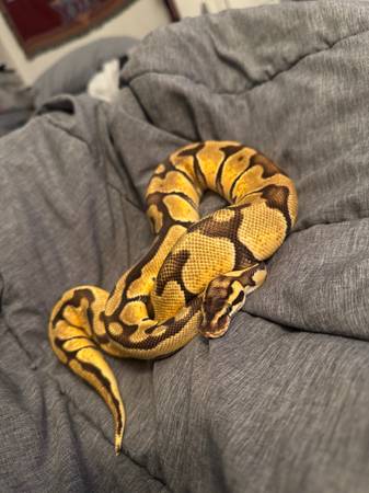 Python bola pastel65214063505795121