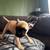 Frenchie pug puppies 3 thumbnail