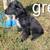 Border Collie mix 2 thumbnail