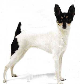 Missing Dog (La Pine, Klamath County)63678139251715120