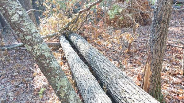 Free trees for Board Floor Saw Mill (Fairview)64145662985218120