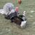 Turkeys 5 thumbnail