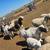 Dorper sheep 8 thumbnail