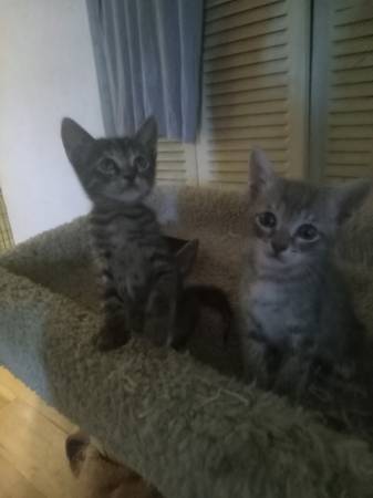 Need good home for kittens63861889906691120