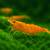 10+1 free High Grade Neocaridina Shrimps 1 thumbnail