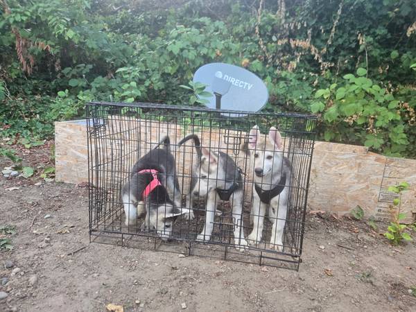 Husky Mix puppies (Unincorporated Bremerton)63853558331777120