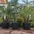 **Special Price! Healthy Pygmy palm, King palm, Staghorn Fern 8 thumbnail