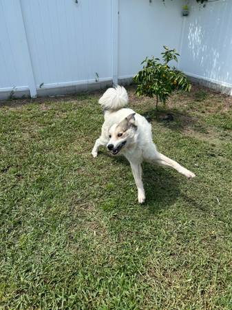 Great Pyrenees for adoption (Port Saint Lucie)64308033151489120