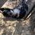 Gorgeous Ayam Cemani Rooster 3 thumbnail