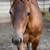 2025 TR Dual Rey AQHA filly cutting, cowhorse, rodeo, poles & barrels 3 thumbnail