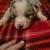 Akc standard Australian sheperds 3 thumbnail