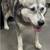 Huskies need homes 5 thumbnail