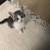 Beautiful kittens 1 thumbnail