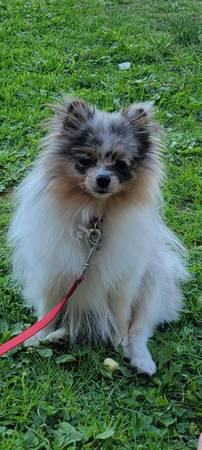 Missing dog (Moses Lake)64287729595267120