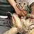Cats that need more love 11 thumbnail