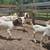 Boer goats 2 thumbnail