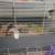 Guinea pigs 4 thumbnail