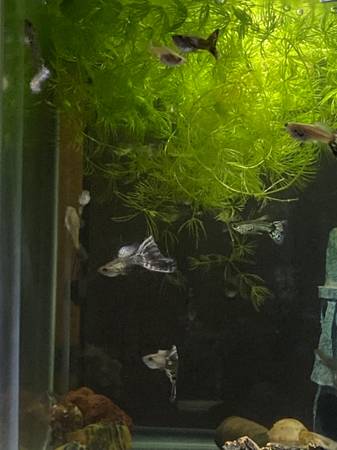 Fancy guppies 1