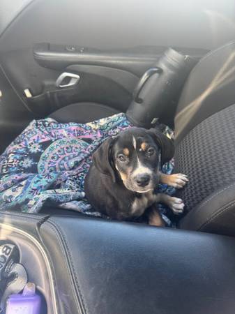Corso x Rotti Mix (Henderson)63860185867011121