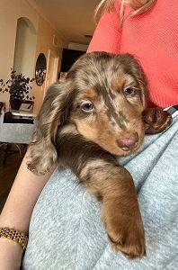 ChristmasPupDachshund---(303) 3five6-1142 1