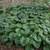 WILD GINGER 3 thumbnail