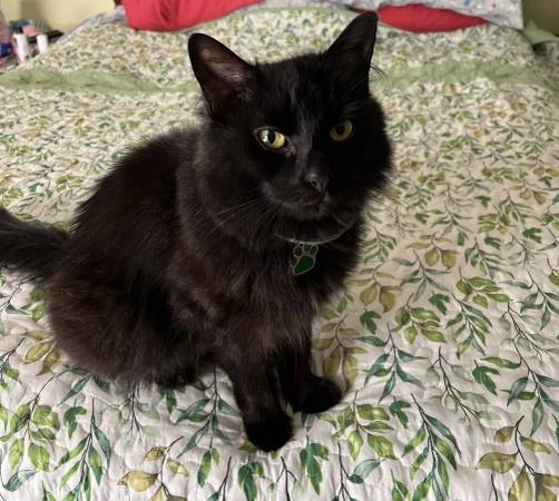 Missing Cat (oxford)64028772098307120