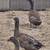 Turkeys &ducks 2 thumbnail