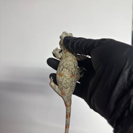 Gargoyle Gecko63923588946306122