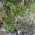 Cut Tree / brush and haul off 3 thumbnail
