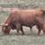 Highlander Bulls 8 thumbnail