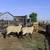 HAMPSHIRE/SUFFOLK YEARLING RAMS 11 thumbnail