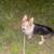 Corgis 10 thumbnail