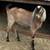ADGA French Alpine Doe, Buck ADGA Nubian Buck availalbe 4 thumbnail