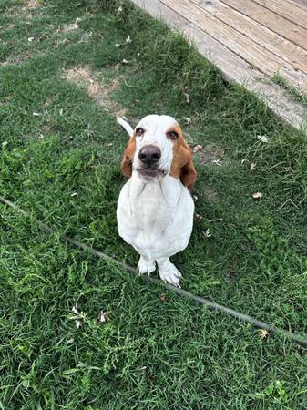 Basset Hounds (santa rosa)63862001543553120