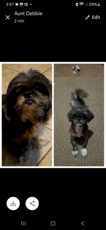 Lost little Black Female dog 1