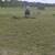 Fox Trotter Mare 5 thumbnail