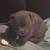 8 week American bully puppies looking for their forever homes! 4 thumbnail