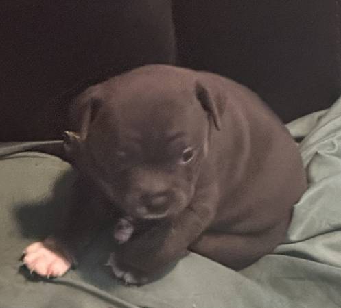 8 week American bully puppies looking for their forever homes!64038442793091123