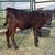 Bottle calf 3 thumbnail