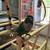 Young green cheek conure 2 thumbnail