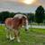 Belgian Mare 1 thumbnail